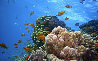 Egypt.underwater