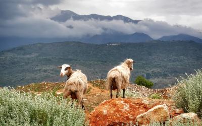 Graikija. Kreta