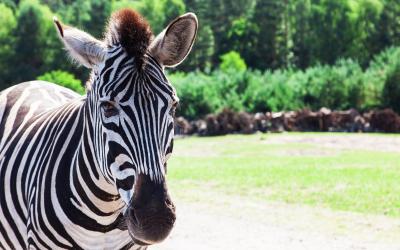 Serengeti   Zebras