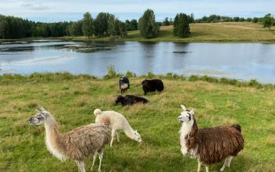 Geldapės safaris