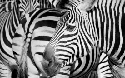 Zebrai   Rygos Zoo