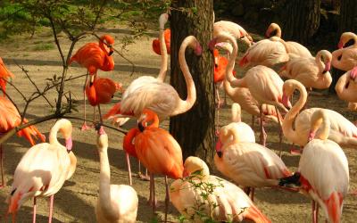 Flamingai   Riga Zoo