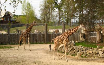irafa   Rygos zoo