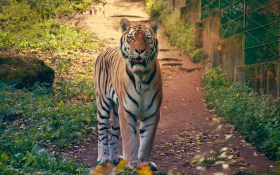 Tigras   Rygos zoo