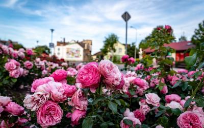 Rožių festivalis   Tukums   Latvija