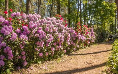 Rododendrai   Babite   Latvija