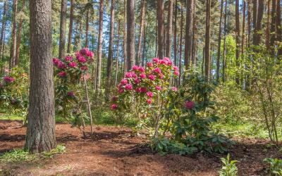 Rododendrų sodas   Latvija
