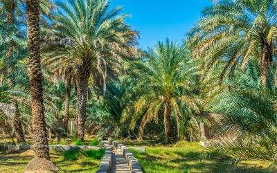 oasis in Al Ain   JAE