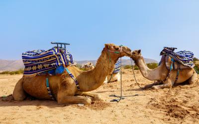 camel in Sahara desert   Marokas