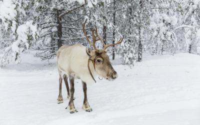 Ranua zoologijos sodas, Laplandija