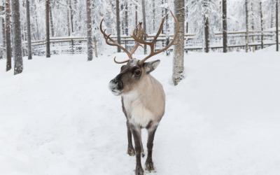 Beautiful curious reindeer, Laplandija