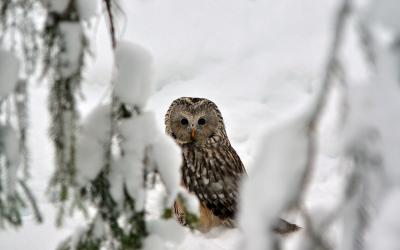 Owl in snow winter in Finland