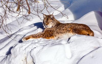 spotted redhead lynx, Ranua, Laplandija