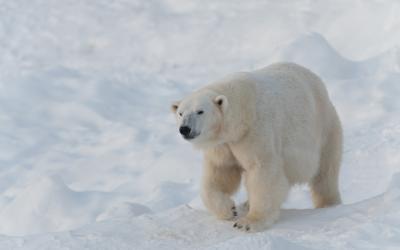 polar bear Ranua