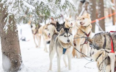 Siberian Huskies preparing for sled rides near Rovaniemi, Finland.