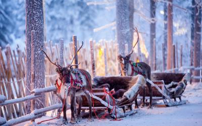 Reindeer with sledge in winter forest in Rovaniemi, Lapland