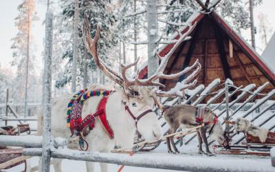 Deer with sledge in winter forest in Rovaniemi, Lapland