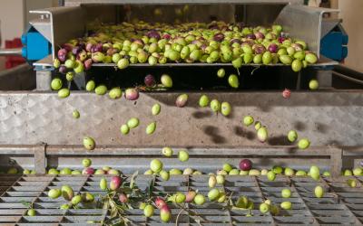 The process of olive cleaning and defoliation in a modern oil mill