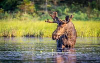 Bull moose in Algonguin Park, Ontario, Canada.