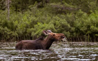 Moose in Algonquin Park eating lilypads in Algonquin Park