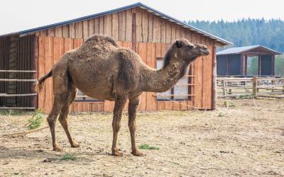Camel farm in Raksi zoo   Latvia