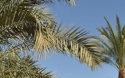 Albatros Sharm Resort  37