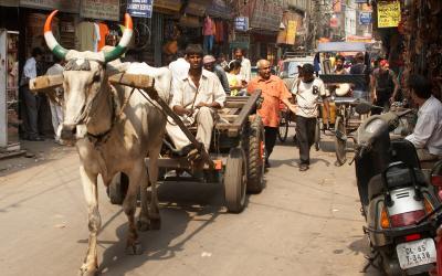 India, Delhi, Main Bazaar. The cow
