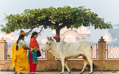 INDIA holy cow