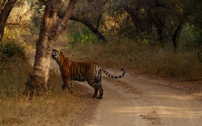 Tiger marking territory in Ranthambore National Park of India
