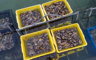 Oysters in containers with water at oyster farm