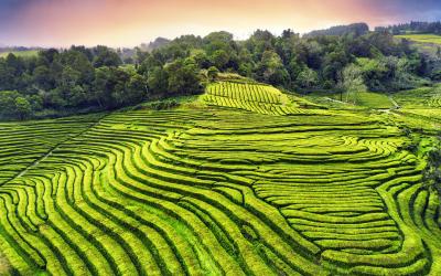 Azores Tea plantage