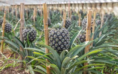 Fresh pineapples growing into glasshouse at farm near Faja de Baixo.