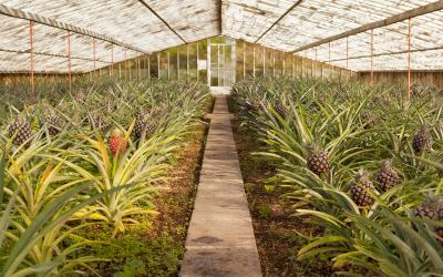 Fresh pineapples growing into glasshouse at farm near Faja de Baixo, Azores