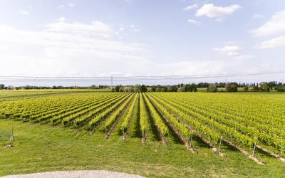 Rechstiner Estate
