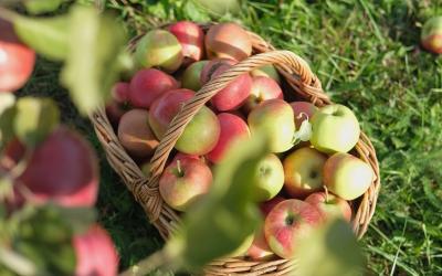 Big Red Apples In Farm Basket