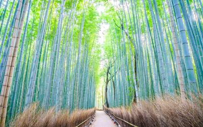 Beautiful Bamboo forest in Arashiyama at Kyoto