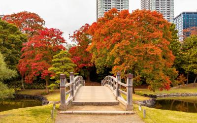 Bridge in Hamarikyu gardens in autumn, Tokyo, Japan