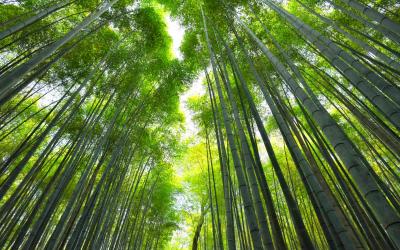 Kyoto, bamboo forest
