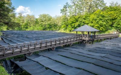 visiting a wasabi farm near Matsumoto in Japan