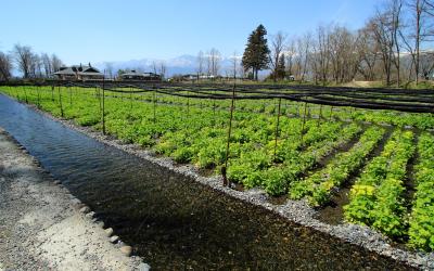 Wasabi or Japanese horseradish Farm in rural Azumino. Matsumoto