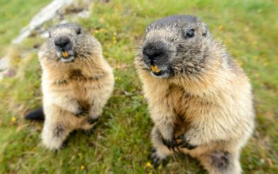 Austrija.Grossgl5small