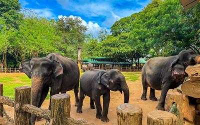 Sri Lanka.Elephant2small