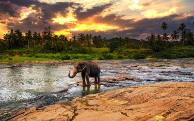 Sri Lanka.Elephant1small