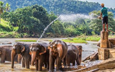 Sri Lanka.Elephant4small