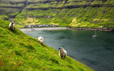 Tjornuvik and sheeps, Faroe Islands