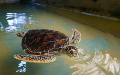 Sri Lanka.Turtle.small