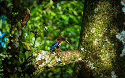 Sri Lanka.Sindharaja13small