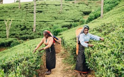 Sri Lanka.Nuvara3small