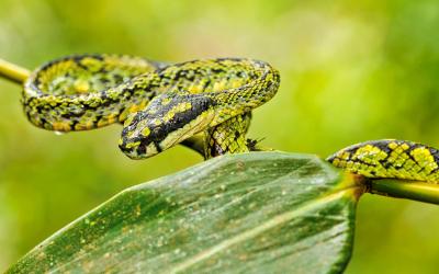 Sri Lanka.Sindharaja12small