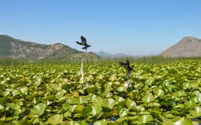 Montenegro Skadar lake12 small